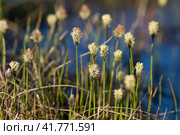 Пушица (Eriophorum) в тундре. Начало июня в Арктике. Природа и растения Сибири и Дальнего Востока России. Чукотка, Россия. Стоковое фото, фотограф Андрей Степанов / Фотобанк Лори