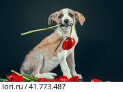 piebald puppy keeping in teeth a tulip flower at dark background. Стоковое фото, фотограф Артем Курутин / Фотобанк Лори