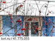 Свиристели на рябине. Стоковое фото, фотограф Валерий Иванович Клейменов / Фотобанк Лори
