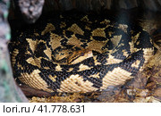 Змея Бушмейстер Sauth American Bushmaster. Стоковое фото, фотограф Галина Савина / Фотобанк Лори