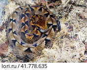Змея Малайский щитомордник Malayan Pit Viper. Стоковое фото, фотограф Галина Савина / Фотобанк Лори