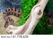Змея Просяной карликовый гремучник Pygmy Rattlesnake. Стоковое фото, фотограф Галина Савина / Фотобанк Лори
