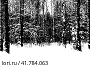 Зимний заснеженный лес. Стоковое фото, фотограф Олег Безруков / Фотобанк Лори