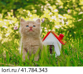gingerly red kitten in the green grass next to the toy house. Стоковое фото, фотограф Артем Курутин / Фотобанк Лори