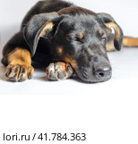 Mongrel puppy sleeps on a white background close-up. Стоковое фото, фотограф Артем Курутин / Фотобанк Лори