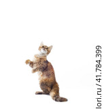 fluffy piebald cat stands on its hind legs on a white background. Стоковое фото, фотограф Артем Курутин / Фотобанк Лори