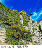 Каменные грибы. Урочище Аккурум (Ак-Корум). Горный Алтай. Стоковое фото, фотограф Макаров Алексей / Фотобанк Лори