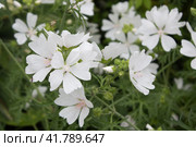 Мальва мускусная -  Malva moschata. Стоковое фото, фотограф Елена Орлова / Фотобанк Лори