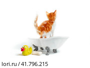 small ginger kitten in a vintage bath with a yellow duck. Стоковое фото, фотограф Артем Курутин / Фотобанк Лори