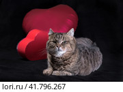 happy valentine's day disgruntled fat tabby cat with heart-shaped balloon on black background. Стоковое фото, фотограф Артем Курутин / Фотобанк Лори