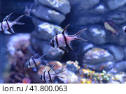 Banggai cardinalfish (Pterapogon kauderni) swimming in a aquarium in Thailand. Стоковое фото, фотограф Татьяна Терехина / Фотобанк Лори