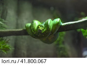 The green tree python (Morelia viridis), also known as the emerald green python in Thailand (2023 год). Стоковое фото, фотограф Татьяна Терехина / Фотобанк Лори
