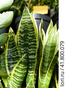 Sansevieria trifasciata Futura Superba or Dracaena trifasciata. Стоковое фото, фотограф Татьяна Терехина / Фотобанк Лори