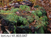 Кладония разрослась. Стоковое фото, фотограф Василий Быстрицкий / Фотобанк Лори