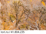 Bare trees covered with moss in a mountain gorge. Lago Naki plateau in autumn. Beautiful natural landscape. Стоковое фото, фотограф Коханова Наталья / Фотобанк Лори