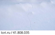Traces of mice, little beast in the snow. Field Mouse footprints in the deep snow. Follow the trail of wild animals in winter season. Animal tracking, snow print identification. Identifying. Identify. Стоковое видео, видеограф Марина Демидюк / Фотобанк Лори