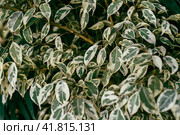 Ficus benjamina Starlight leaves close up. Стоковое фото, фотограф Татьяна Терехина / Фотобанк Лори
