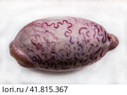 Bull testicles on a white background. Стоковое фото, фотограф Iva Noel / Фотобанк Лори