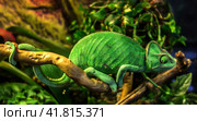 Йеменский хамелеон/ Yemen Chameleon. Стоковое фото, фотограф Iva Noel / Фотобанк Лори