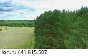 A car rut stretching across a field of meadow grass along the edge of centuries-old pine trees. Dense forest in the background, young pine trees in the meadow. Aerial Drone Shot. Стоковое видео, видеограф Даниил Хабаров / Фотобанк Лори