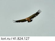 Vulture, fingerboard, griffin, griffon. Griffon Vulture Flight. Стоковое фото, фотограф Владимир Глинский / Фотобанк Лори