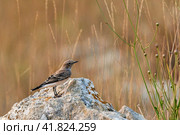 The pied wheatear Oenanthe pleschanka is a wheatear, a small insectivorous passerine bird. Стоковое фото, фотограф Владимир Глинский / Фотобанк Лори