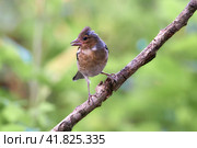 Common ?haffinch. Chick. (Fringilla coelebs). ?ommon and widespread small passerine bird in the finch family. Стоковое фото, фотограф Владимир Глинский / Фотобанк Лори