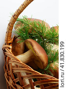 Basket with porcini mushrooms. Стоковое фото, фотограф Олег Жуков / Фотобанк Лори