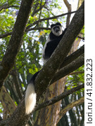 Black and White Colobus monkey in the wild (2022 год). Стоковое фото, фотограф Алексей Кузнецов / Фотобанк Лори