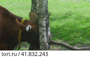A cow scratches its nose on a tree in a pasture in the forest, escape from insects and parasites. Стоковое видео, видеограф Андрей Журавлев / Фотобанк Лори