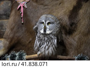Gray owl. Стоковое фото, фотограф Анна Кривицкая / Фотобанк Лори