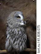 Gray owl. Стоковое фото, фотограф Анна Кривицкая / Фотобанк Лори