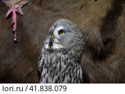 Gray owl. Стоковое фото, фотограф Анна Кривицкая / Фотобанк Лори
