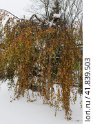 Береза плакучая Юнга (Betula pendula 'Youngii') в городском ландшафте. Стоковое фото, фотограф Головкова Елена / Фотобанк Лори