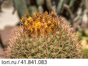 Group of green ferocactus plants is on a beautiful blurred orange background in summer. Стоковое фото, фотограф Татьяна Куклина / Фотобанк Лори