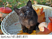 Удивленный котенок сидит в корзинке. Стоковое фото, фотограф Лариса Вишневская / Фотобанк Лори