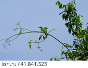 Merops birds (bee-eaters) sit on a branch in the wild (2022 год). Стоковое фото, фотограф Алексей Кузнецов / Фотобанк Лори
