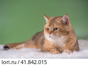 disgruntled cat of the British breed of the golden chinchilla color lies on a rug made of white faux fur on a green background. Стоковое фото, фотограф Артем Курутин / Фотобанк Лори