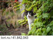 angry black and white cat in the bushes. Стоковое фото, фотограф Артем Курутин / Фотобанк Лори