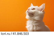 A small fluffy and cute kitten is sitting and looking up at a peach background. Copy space. Стоковое AI-изображение, AI-художник Ярославский Максим / Фотобанк Лори