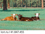 young calves lie in a clearing on a sunny summer day. Стоковое фото, фотограф Акиньшин Владимир / Фотобанк Лори