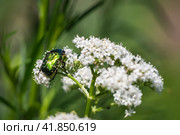 A green beetle on white flowers on a blurry background of greenery. Close-up of a beautiful beetle. Стоковое фото, фотограф Александр Кротков / Фотобанк Лори
