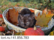 Котенок в корзине. Стоковое фото, фотограф Лариса Вишневская / Фотобанк Лори