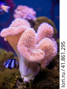 Sea reef - purple giant carpet sea anemone Stichodactyla gigantea. Стоковое фото, фотограф Евгений Ткачёв / Фотобанк Лори