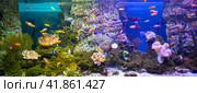 Panoramic aquarium with tropical fish and corals. Стоковое фото, фотограф Евгений Ткачёв / Фотобанк Лори