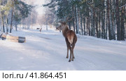 A deer walks along the highway during the day in winter (2023 год). Редакционное видео, видеограф Светлана Семёновская / Фотобанк Лори