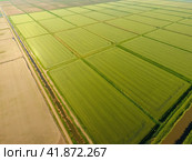 The rice fields are flooded with water. Flooded rice paddies. Agronomic methods of growing rice in the fields. Стоковое фото, фотограф Леонид Еремейчук / Фотобанк Лори