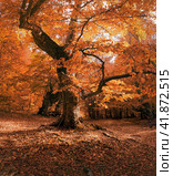 Beech tree in autumn forest. Fall foliage. Стоковое фото, фотограф Катерина Ковалева / Фотобанк Лори