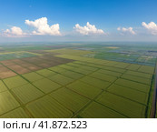 The rice fields are flooded with water. Flooded rice paddies. Agronomic methods of growing rice in the fields. Стоковое фото, фотограф Леонид Еремейчук / Фотобанк Лори
