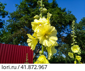 Mallow flowers. Malva blooms. Стоковое фото, фотограф Леонид Еремейчук / Фотобанк Лори